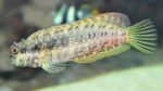 Sailfin / Alge Blenny