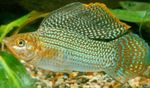 Sailfin Моли  снимка и грижа