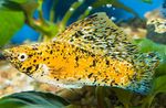 Pesci d'Acquario Sailfin Molly (Poecilia velifera) foto; Giallo