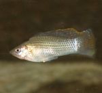 観賞魚 セイルフィンモーリー (Poecilia velifera) フォト; 銀