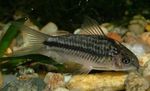 Pesti de Acvariu San Juan Cory (Corydoras bilineatus) fotografie; Dungi