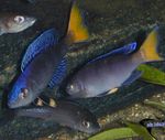 Akvariumas Žuvys Sardinių Ciklidinių (Cyprichromis) Nuotrauka; mėlynas