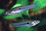 Akvarij Ribe Scolichthys  Foto; srebro