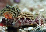 Scooter Blenny