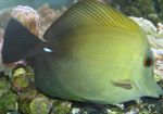 Scopas Tang, Brown Tang