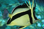 Tırpan Işareti Butterflyfish