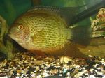 Akvarij Ribe Severum (Cichlasoma severum, Heros serverus) Foto; zelena