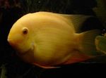 Aquarium Fish Severum (Cichlasoma severum, Heros serverus) Photo; Yellow