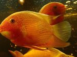 Aquarium Fish Severum (Cichlasoma severum, Heros serverus) Photo; Red