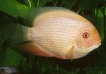 Pesci d'Acquario Severum (Cichlasoma severum, Heros serverus) foto; Rosa