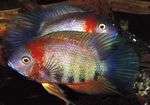 Aquarium Fish Severum (Cichlasoma severum, Heros serverus) Photo; Motley