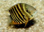 Aquariumvissen Severum (Cichlasoma severum, Heros serverus) foto; Gestreept