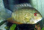 Akvārija Zivis Severum (Cichlasoma severum, Heros serverus) Foto; plankumains