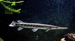 Shortnose Gar  fotoğraf ve bakım