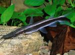 Silure Shovelnose, Lima Silure Shovelnose