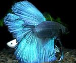 Ryby Akwariowe Fighting Syjamski (Betta splendens) zdjęcie; Niebieski