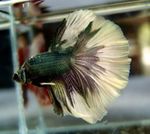 Siamese Stridighetfisk (Betta splendens) Fil; Brokig