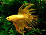 Siamese Stridighetfisk (Betta splendens) Fil; Gul