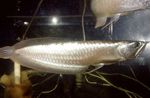 Silver Arowana