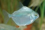 Silver Dollar Tetra