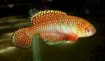 Aquarium Fish Simpsonichthys  Photo; Red