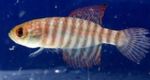 Aquarium Fish Simpsonichthys  Photo; Striped