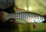 Aquarium Fish Simpsonichthys  Photo; Spotted