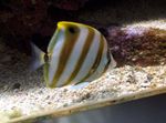 Butterflyfish Sixspine