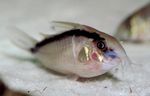 Akvārija Zivis Skunkss Cory Kaķis (Corydoras arcuatus) Foto; svītrains