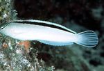 Fierari Fang Blenny, Blenny Alb