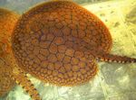 Glatt Tilbake River Stingray