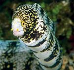 Snowflake Eel