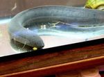 South American lungfish