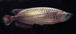 Spotted Arowana, Saratoga, Southern saratoga, Spotted barramundi