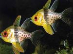 Cardinalfish Chonaic