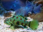 Spotted Green Mandarin Fish