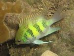 Damselfish Staghorn