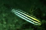 Striped Blenny