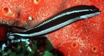 Dottyback Striped