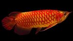 Superröd Arowana