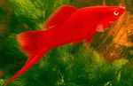 Swordtail Photo and characteristics