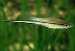 Swordtail სურათი და მახასიათებლები