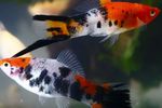 Akvaryum Balıkları Swordtail (Xiphophorus helleri) fotoğraf; rengârenk