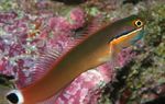 Tail Spot Blenny