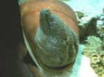 აკვარიუმის თევზი Tessalata Eel (Gymnothorax favagineus) სურათი; მყივანი