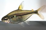 Tetra Ulrey