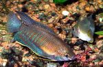 Zierfische Dicke Lippen Gourami (Colisa labiosa) Foto; Gestreift