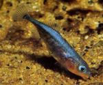 სამი Spined Stickleback