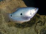 Tri-Spot Gourami