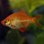 Aquarium Fish Tiger Barb (Barbus tetrazona. Puntius tetrazona) Photo; Red